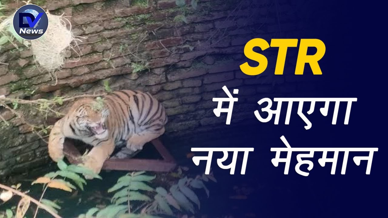 Satpura Tiger Reserve में आएगा नया मेहमान: शिकार करते हुए कुएं में गिरा था बाघ हुआ स्वस्थ