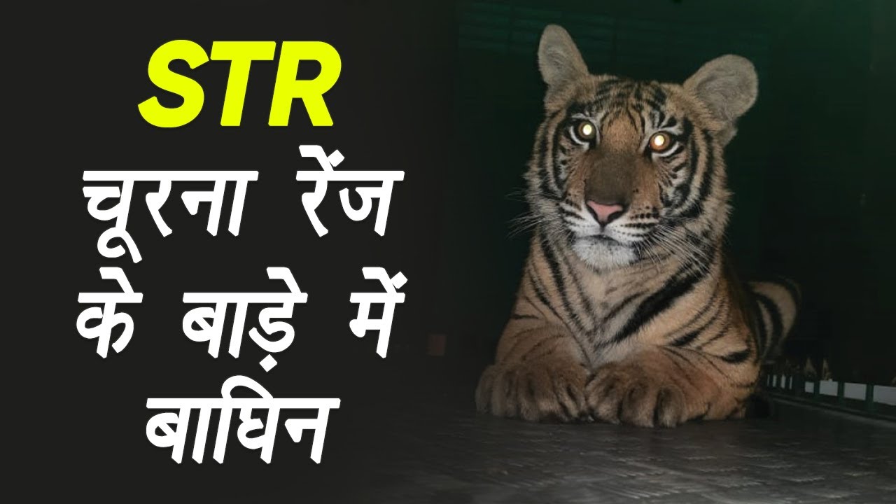 STR: चूरना रेंज के बाड़े में बाघिन, स्वस्थ होने के बाद जंगली और निडर बनाने के प्रयास शुरू