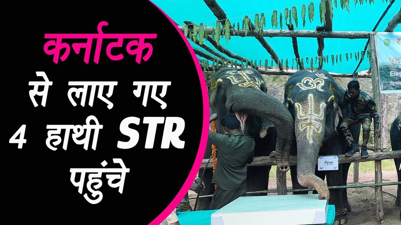 Narmadapuram: कर्नाटक से लाए गए 4 हाथी STR पहुंच गए हैं 4 हाथियों में 2 नर, 2 मादा है