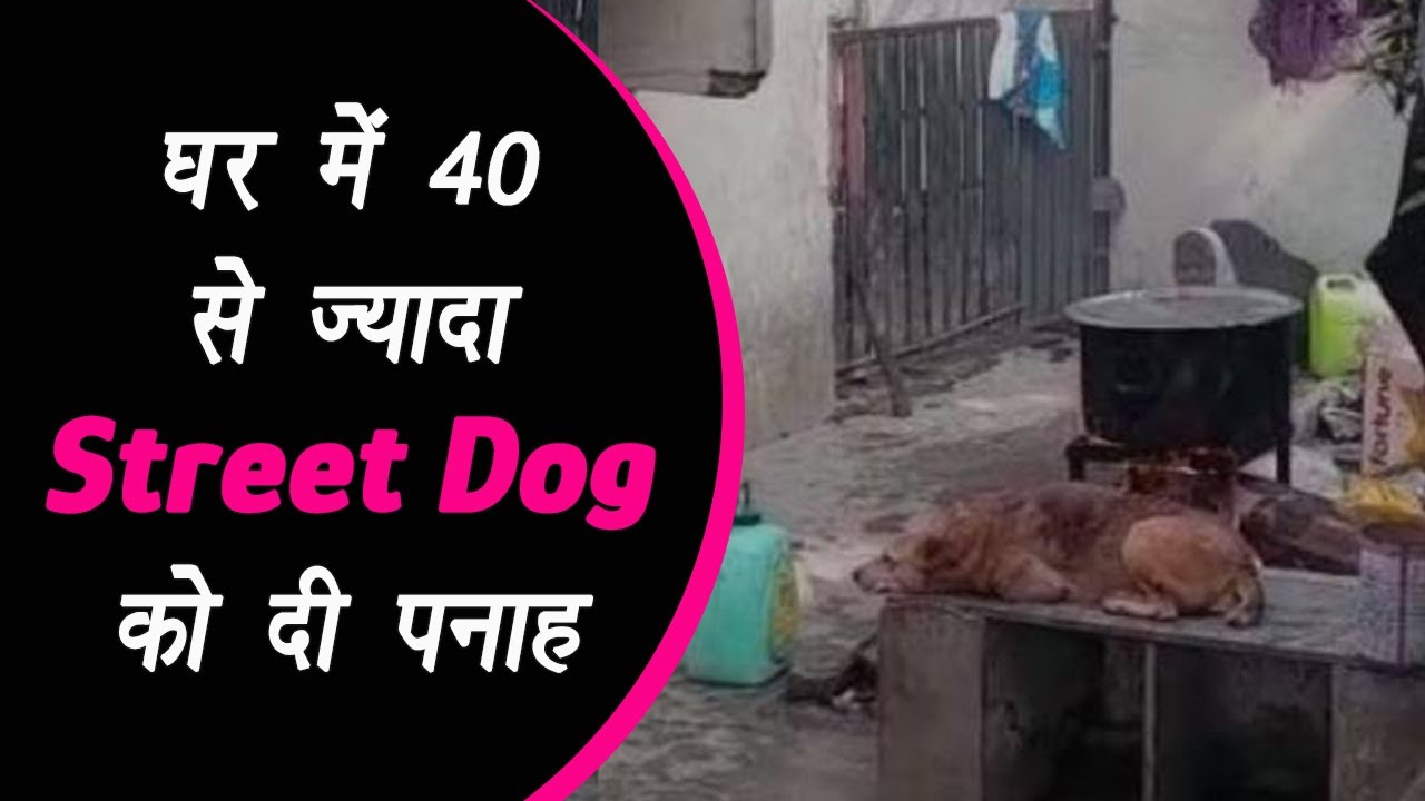 Jabalpur: घर में 40 से ज्यादा Street Dogs को दी पनाह, निगम अफसर पहुंचे तो सांसद से की शिकायत