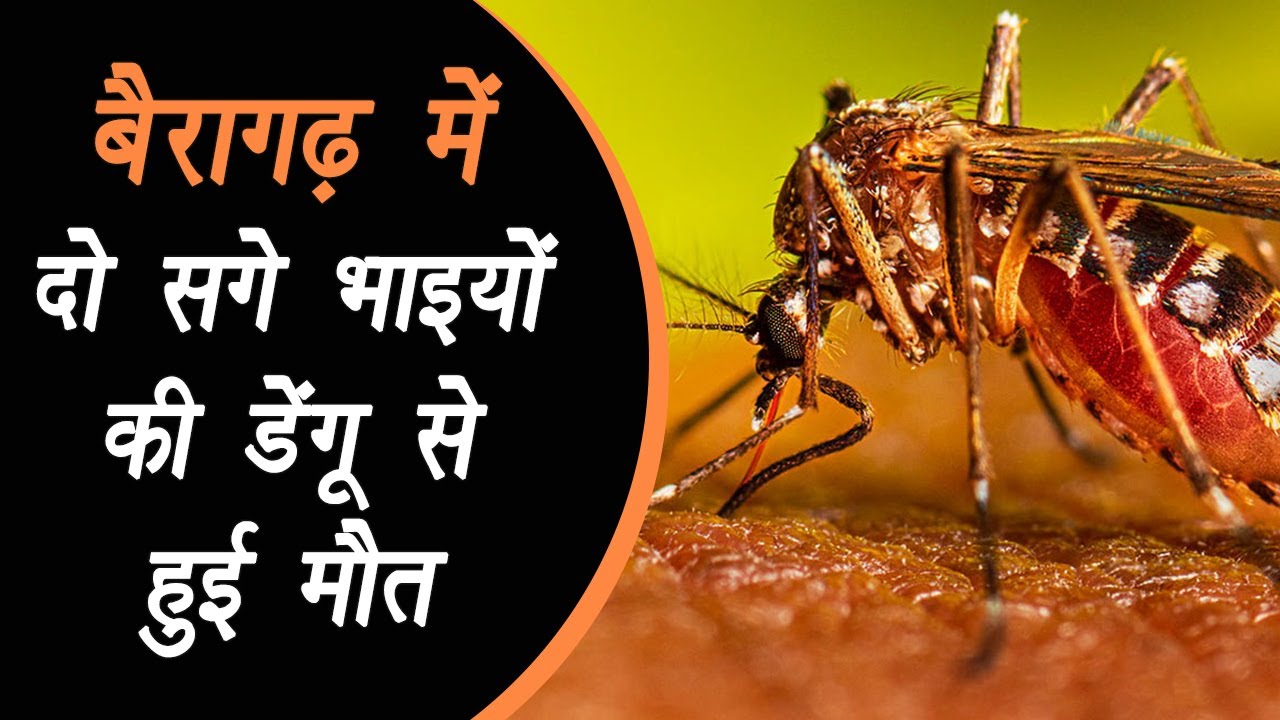 Bhopal: डेंगू का प्रकोप लगातार जान ले रहा है, बैरागढ़ में दो सगे भाइयों की डेंगू से हुई मौत