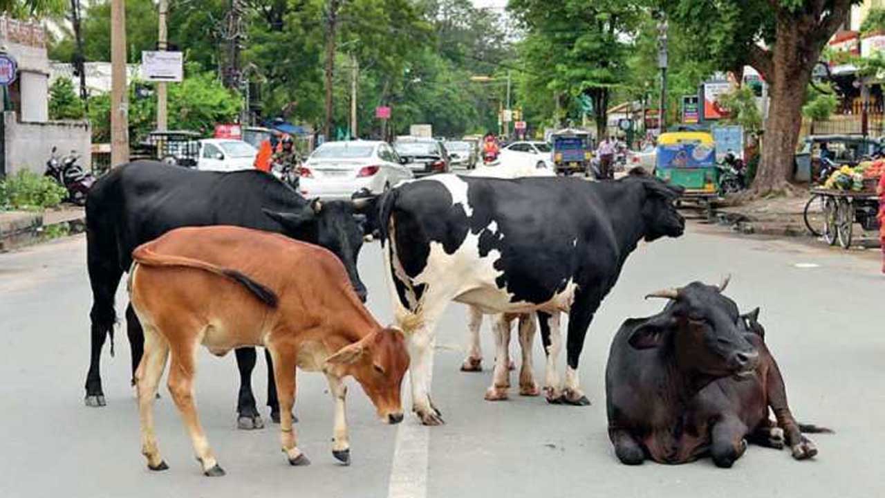 पशुओं को सड़क पर छोड़ा तो होगी कार्रवाई, दुर्ग डीएम ने दिए कड़े निर्देश