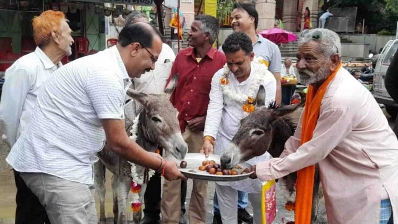 मंदसौर में गधों को परात में सजा कर खिलाए गुलाब जामुन, जानें क्यों किया ऐसा काम!