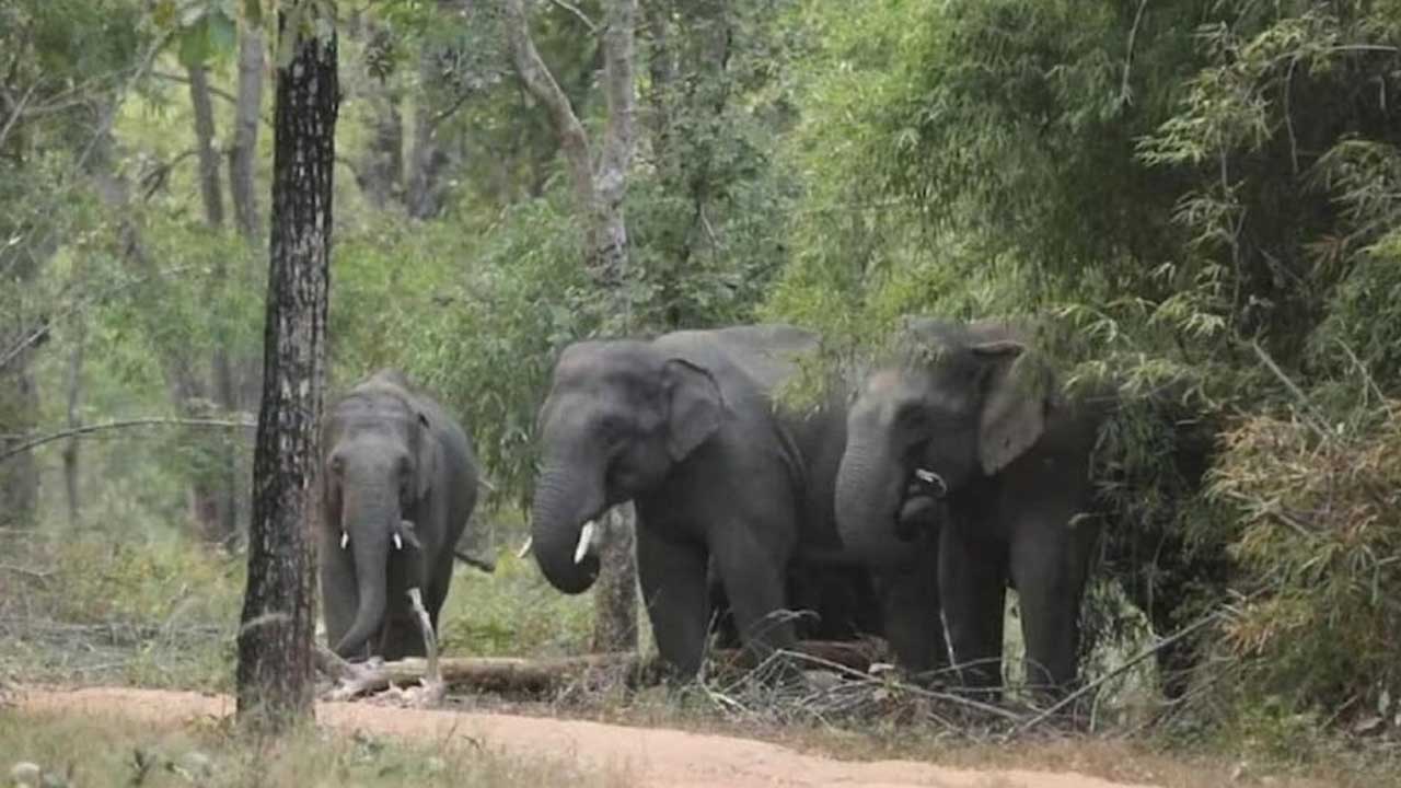 खेत से घर जा रहे तीन किसानों को नेपाली हाथियों के झुंड ने कुचला, एक की मौत!