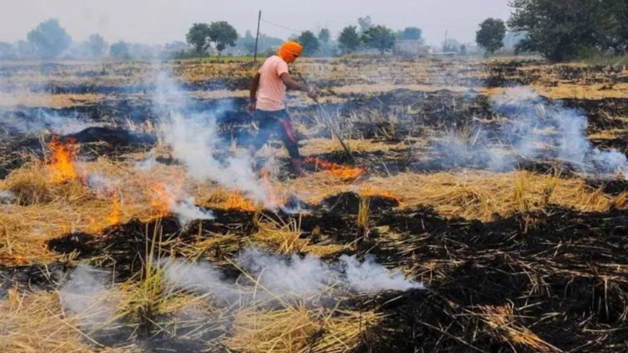 हरियाणा में जल रही ज्यादा पराली, AAP का आरोप, CM खट्टर से मांगा इस्तीफा!