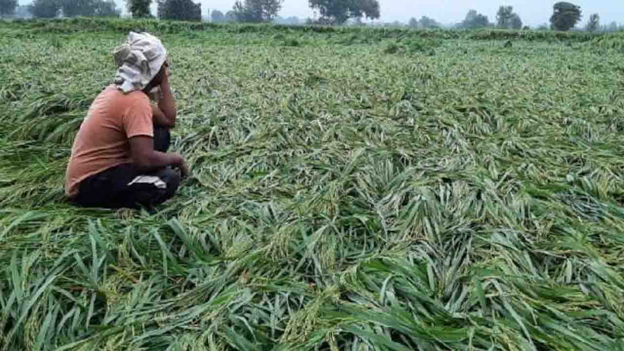 बेमौसम बार‍िश से धान की फसल को हो सकता है नुकसान, क्‍या कीमत पर पड़ेगा असर?