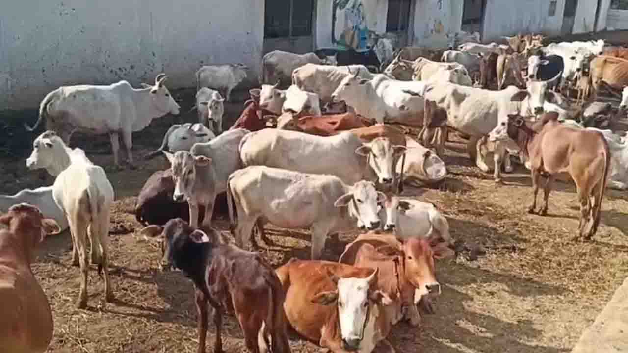 गौशाला के गाय बछड़े किसानों की फसलों को कर रहे चौपट, किसान हों रहे परेशान