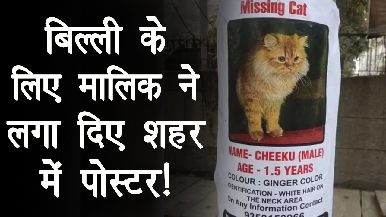 बिल्ली के लिए मालिक ने लगाये शहर में Posters, खोजने वाले को मिलेंगे 1 लाख रुपये