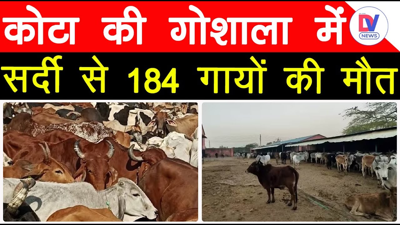 Kota News: गायों पर सर्दी का सितम! कोटा में सैकड़ों गायों की थमी सांसे