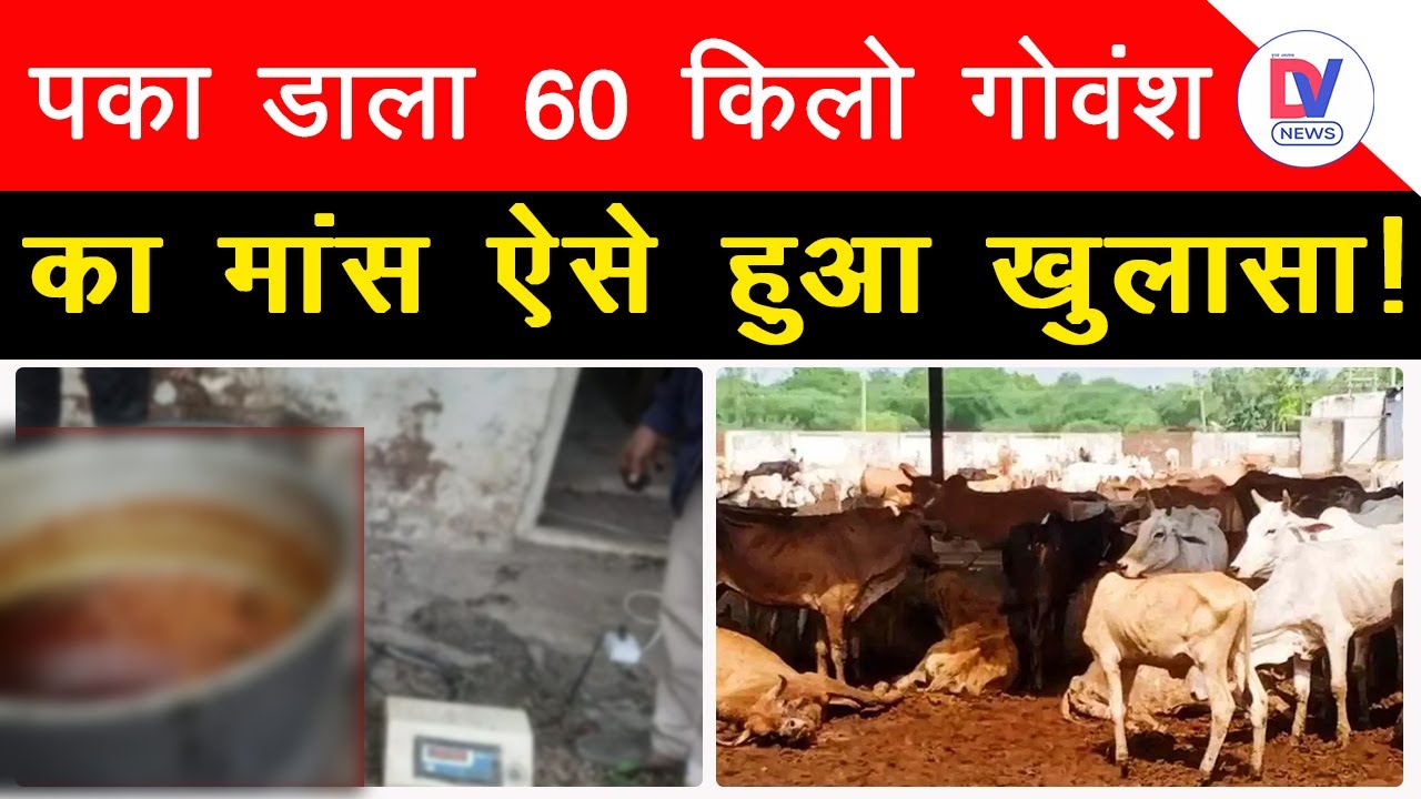 MP Latest News: शादी में पक रहा था गोवंश का मांस, 60 किलो गोवंश मांस किया जब्त