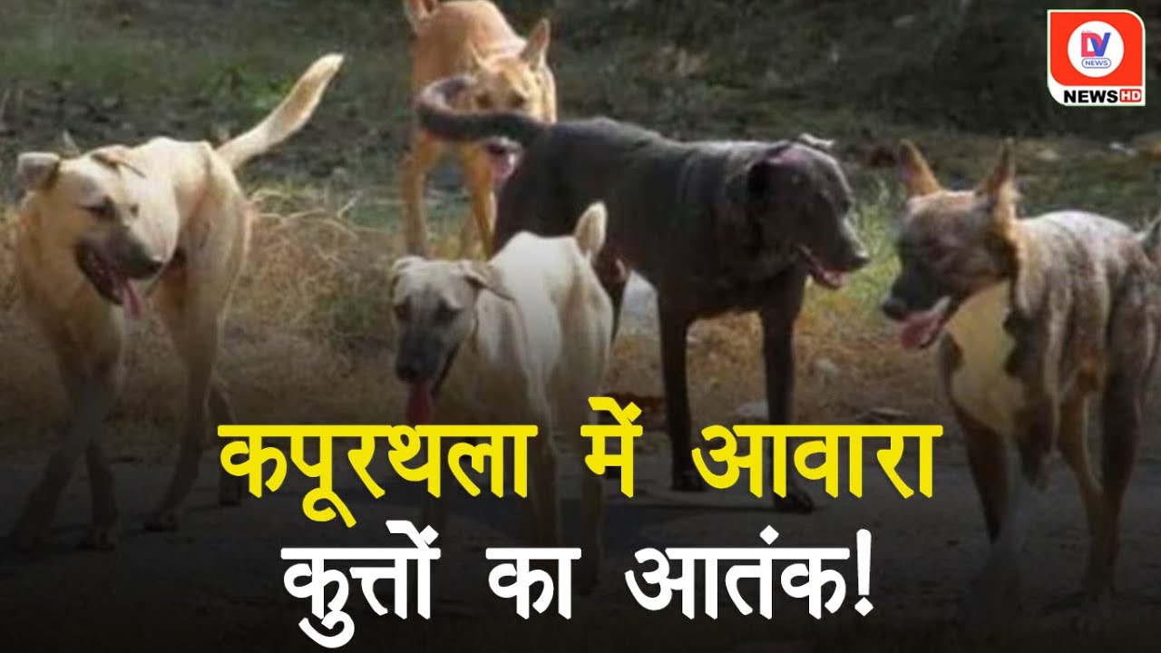 Dog Attack: डराने वाली घटना, आवारा कुत्तों के झुंड ने महिला पर किया हमला, हुई मौत