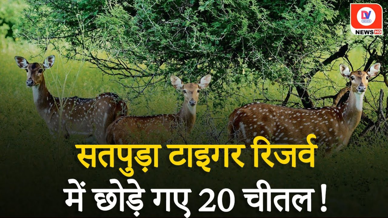 STR में छोड़े गए 20 चीतल, Satpura के जंगल में कुलांचे भर रहे पेंच के चीतल