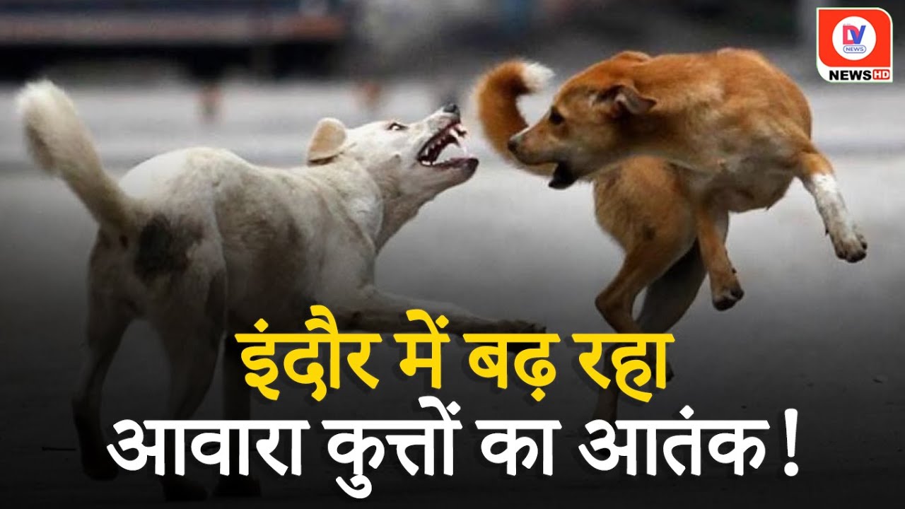 Street Dog Bite पर हंसते रहे पार्षद, शहर में रोज 100 से ज्यादा Case | MP