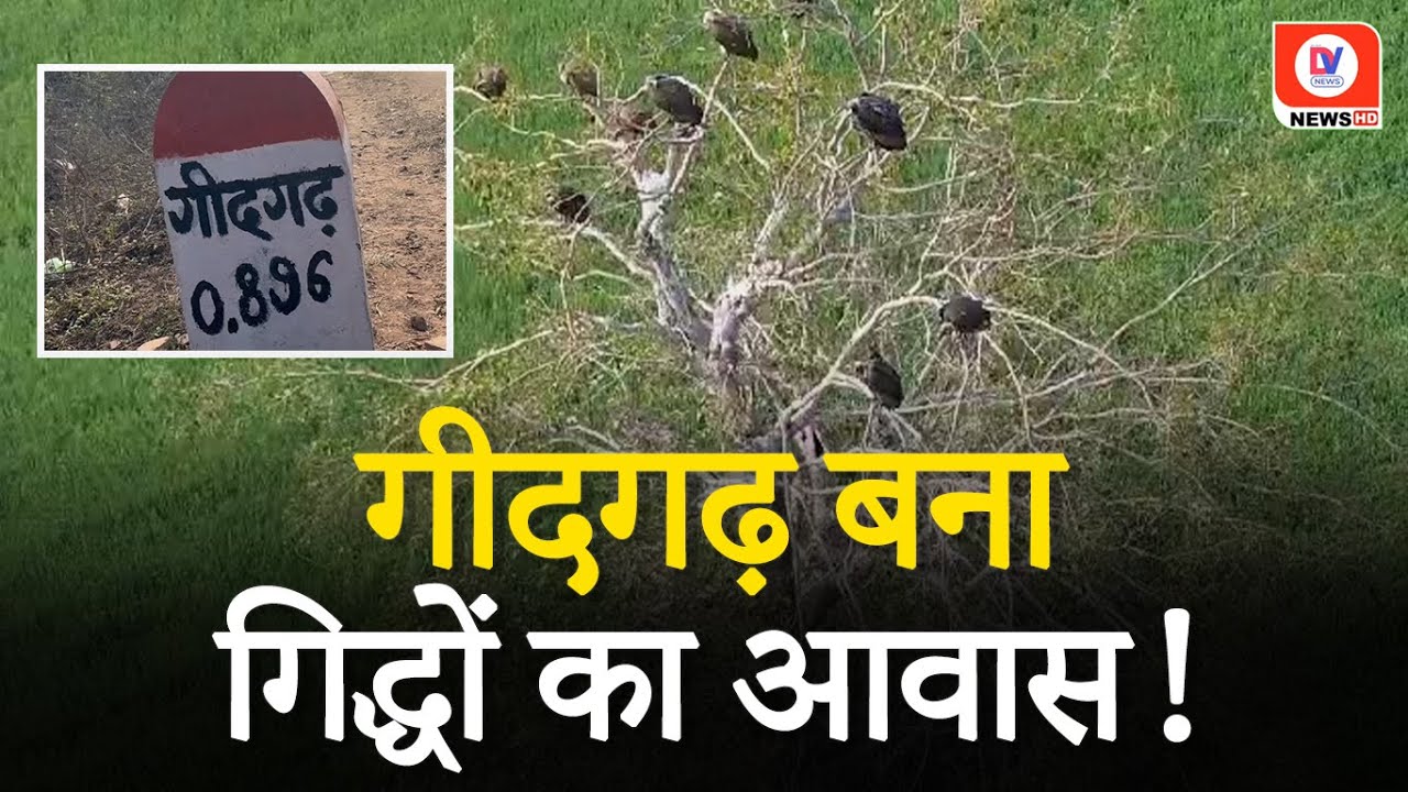 Raisen News: गीदगढ़ में गिद्धों का आवास, विलुप्त पक्षी गिद्धों का अनूठा सर्वे