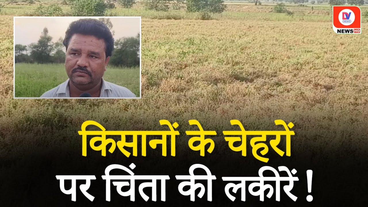 Raisen MP: मसूर, चना और तिवड़ा की फसल तुसार में चौपट, किसानों के चेहरे पर छाई मायूसी