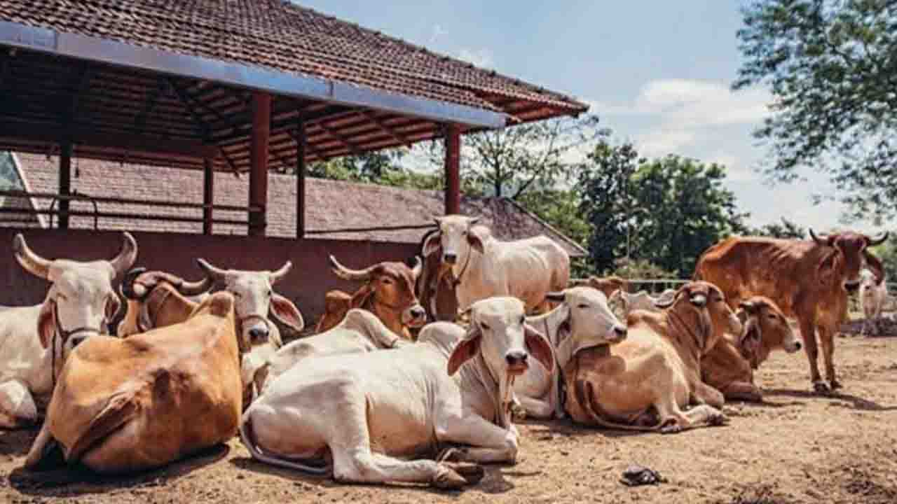 गौ रक्षा संवाद कार्यक्रम में मुख्यमंत्री मोहन यादव द्वारा की गई प्रमुख घोषणाएं!