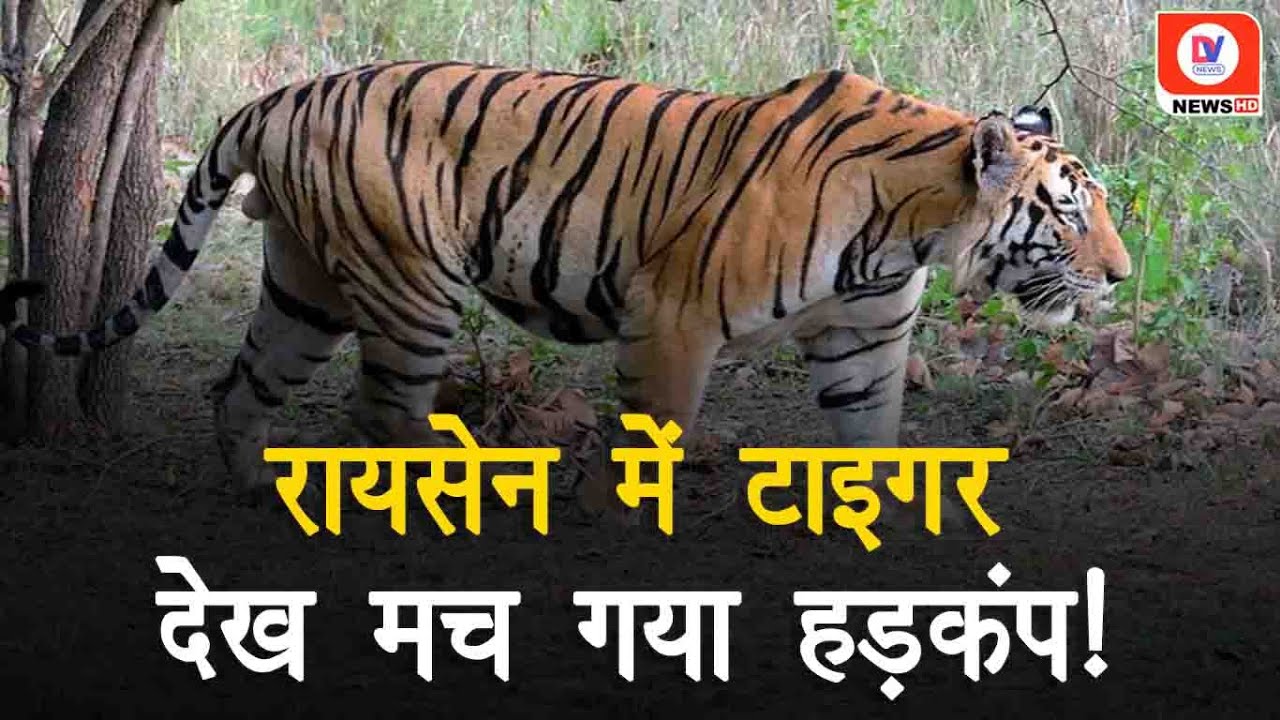 MP News: Raisen-Bhopal मार्ग पर दिखा Tiger, इतने पास से देखा बाघ तो मचा हड़कंप!