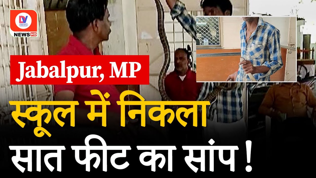 Jabalpur MP: School में निकला सात फीट का घोड़ा पछाड़ सांप, सांप पकड़ने वाले ने किया Rescue