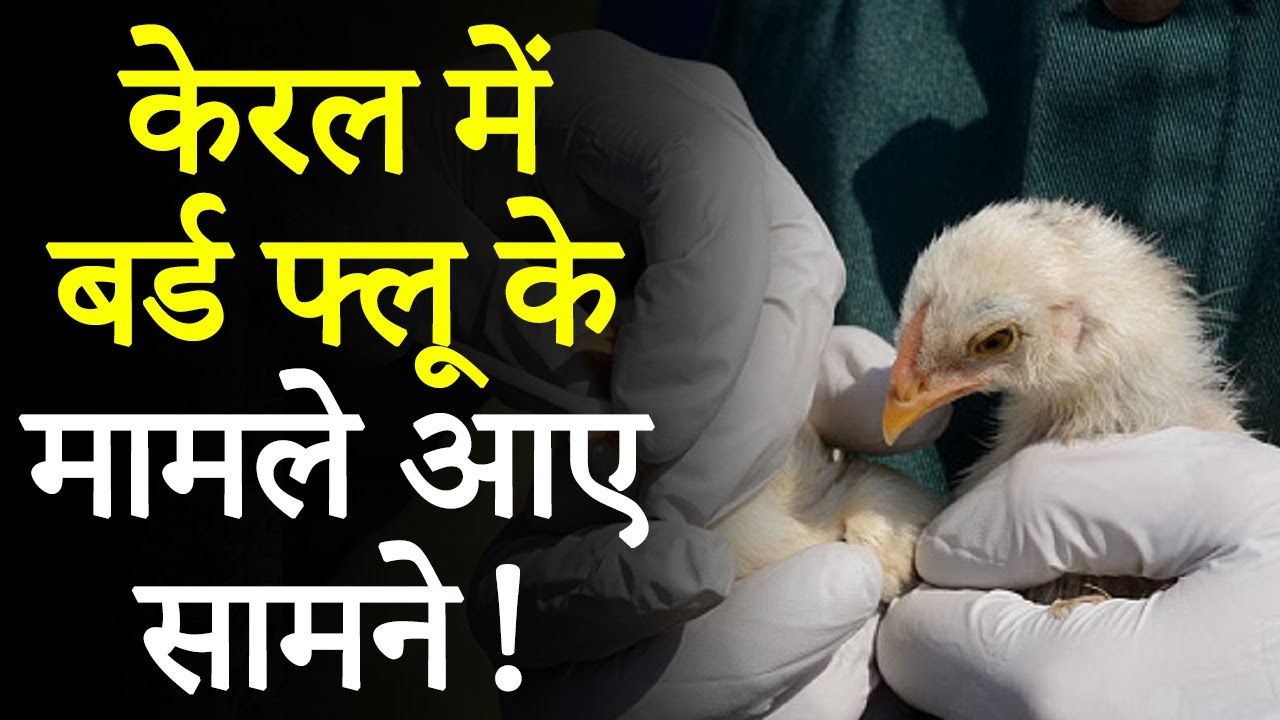 Bird Flu in Kerala: Kerala में बत्तखों से फैला Bird Flu, पक्षियों को मारने का लिया फैसला?